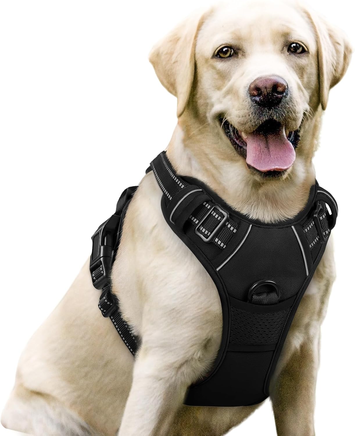 Everyday Harness for Named Dogs