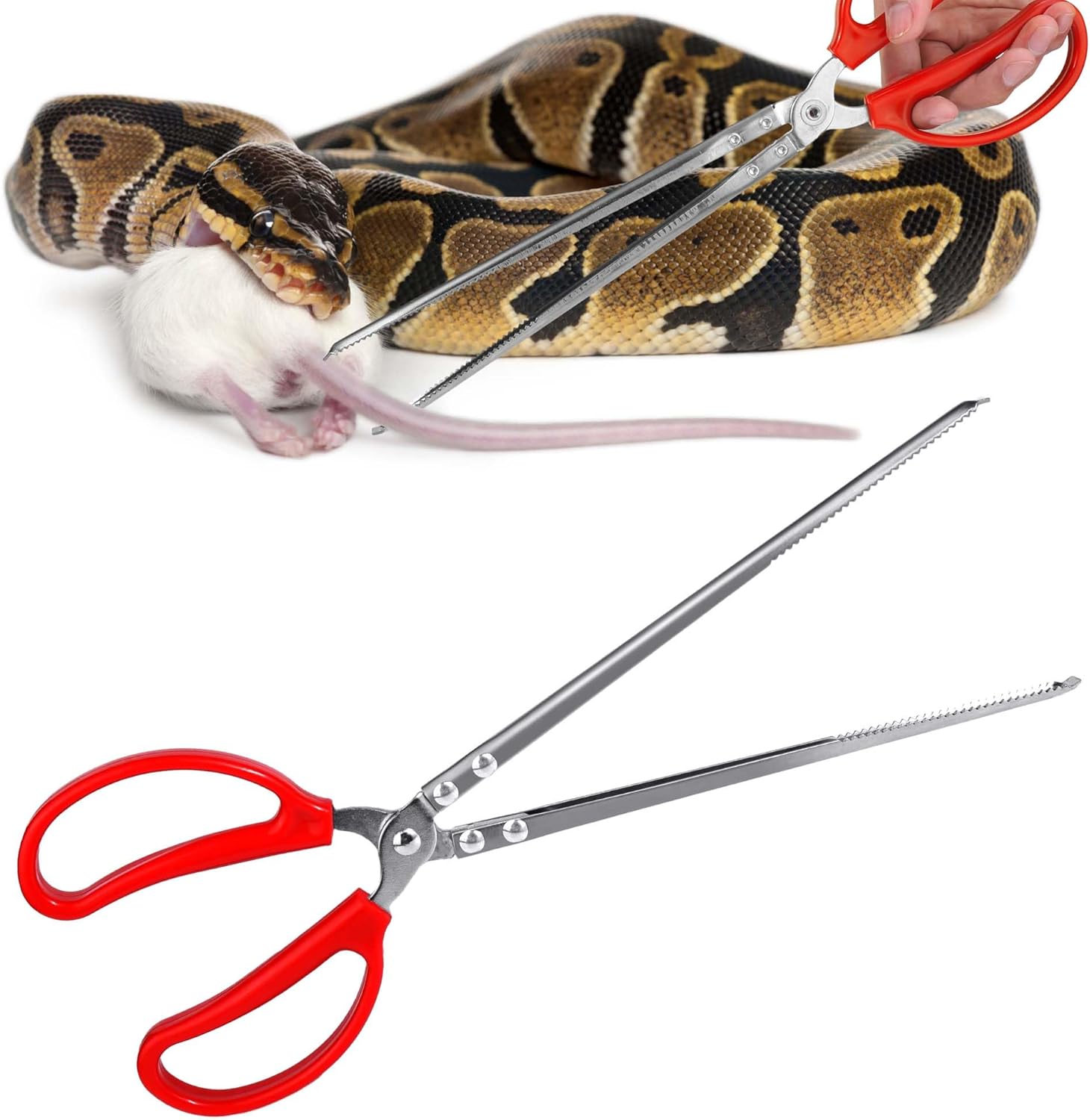 Reptile Feeding Tongs for Safer Care