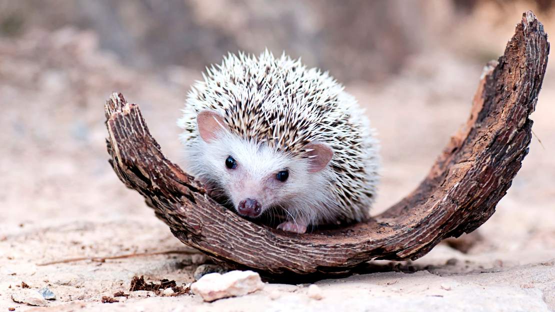 adorable hedgehog names