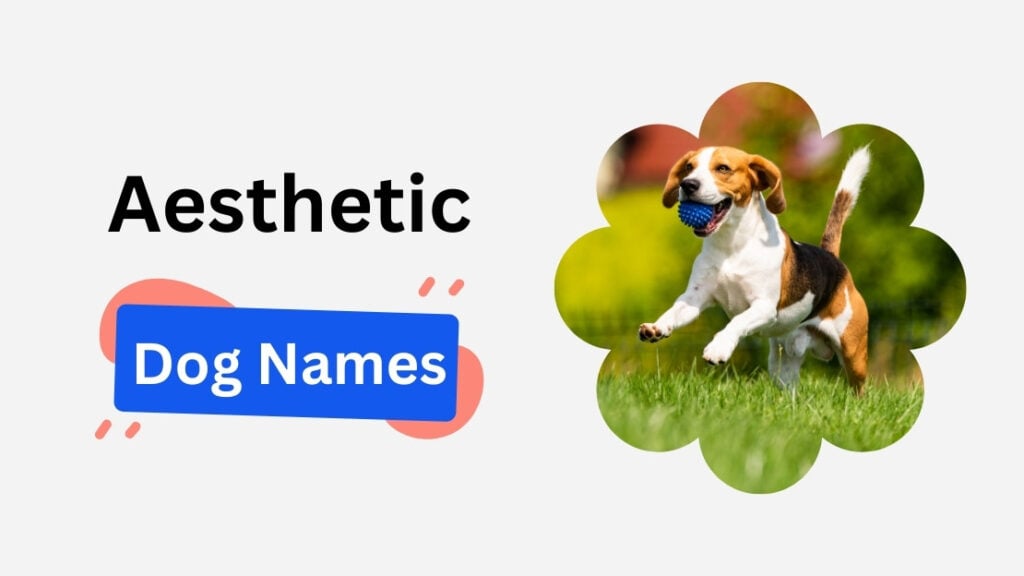 180+ Aesthetic Dog Names (Soft, Vintage, Cottagecore, Nature & Celestial) aesthetic dog names