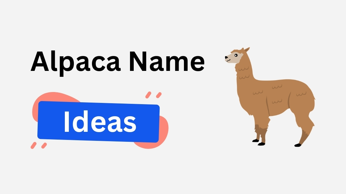 alpaca name ideas
