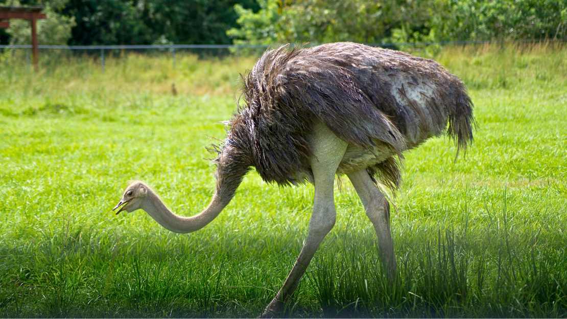 another name for ostrich