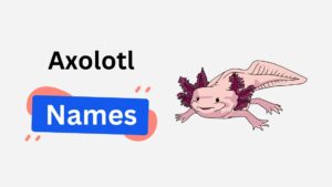250+ Unique Axolotl Names: Good, Cute & Funny Name Lists axolotl name ideas