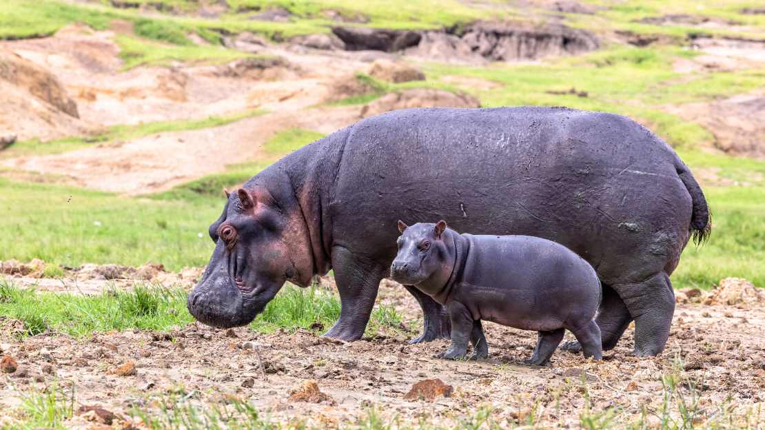 baby hippo name