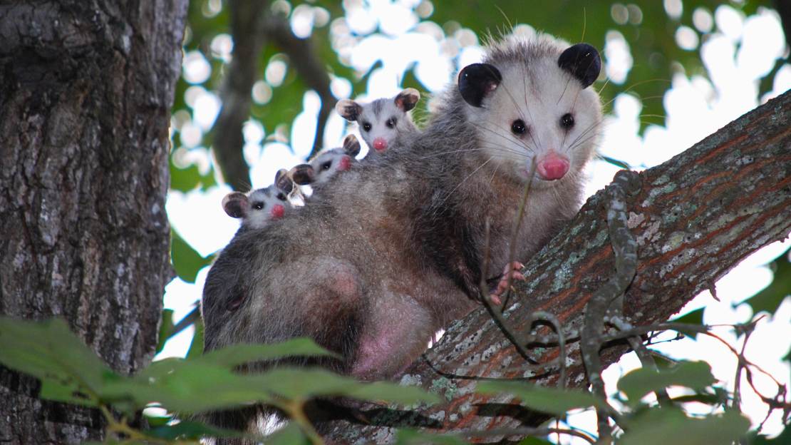 baby opossum name