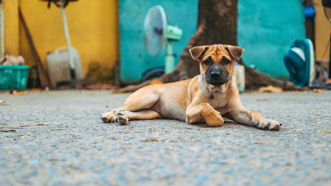 best aesthetic dog names