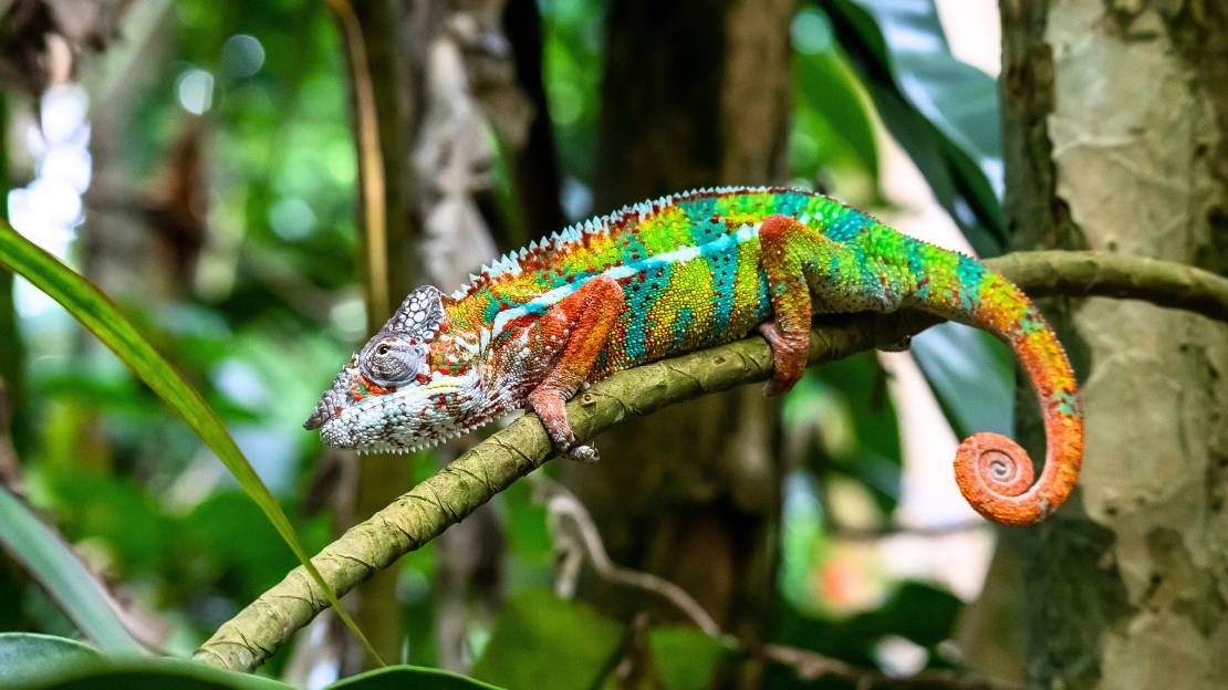 best chameleon names