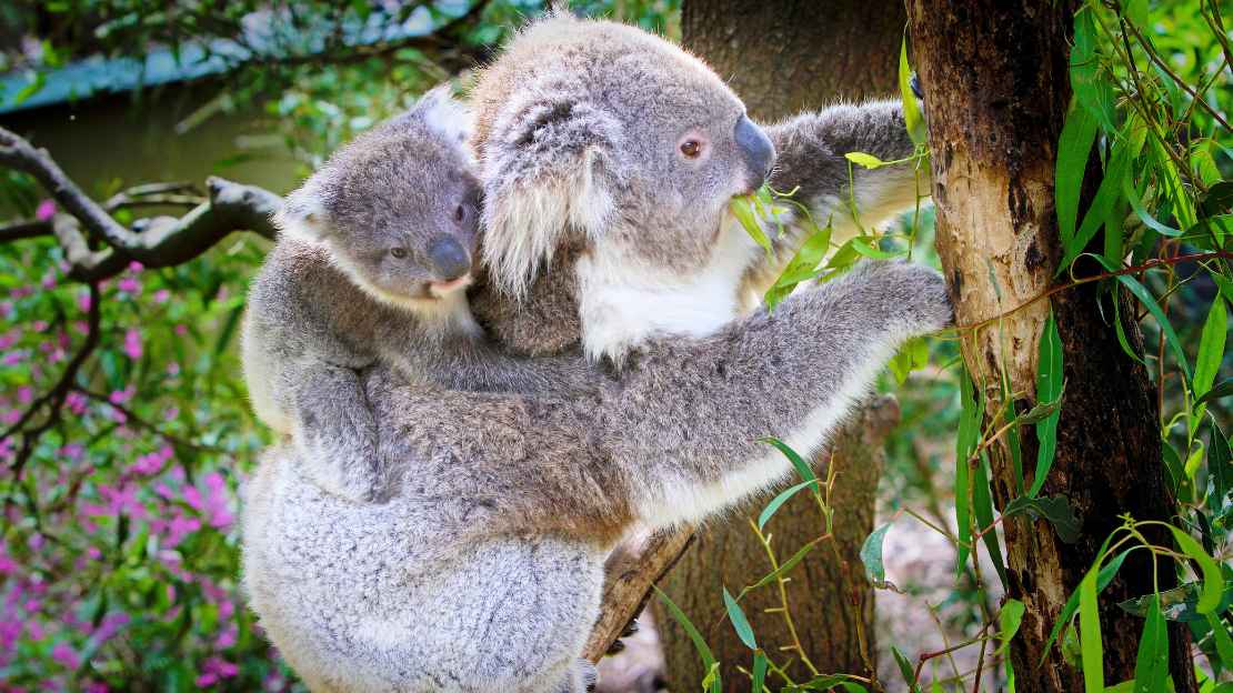 200+ Popular, Cute, & Unique Koala Names 8 best koala names