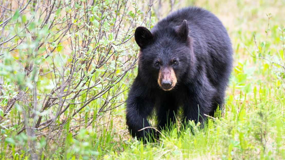 black bear names