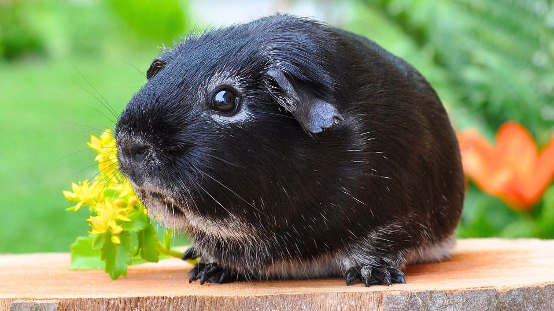 185+ Guinea Pig Names (Cute, Aesthetic, Funny & Meaningful Ideas by Vibe) 7 black guinea pig names