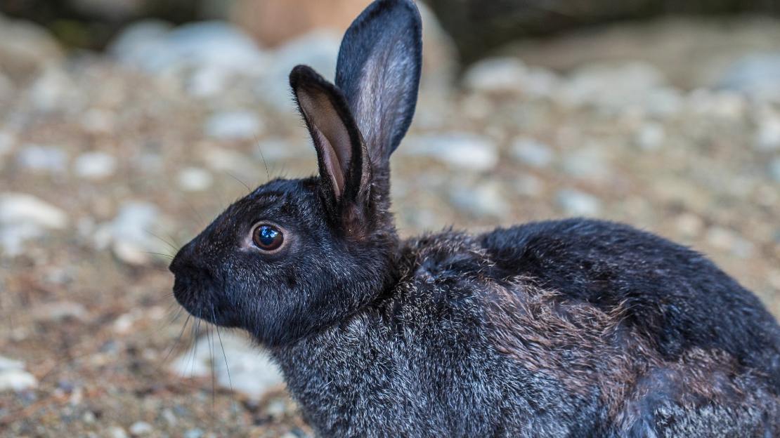 black rabbit names