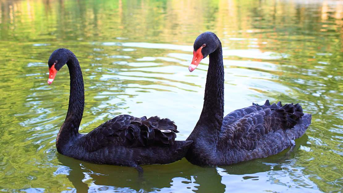 black swan names