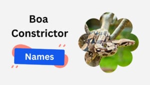 boa constrictor names