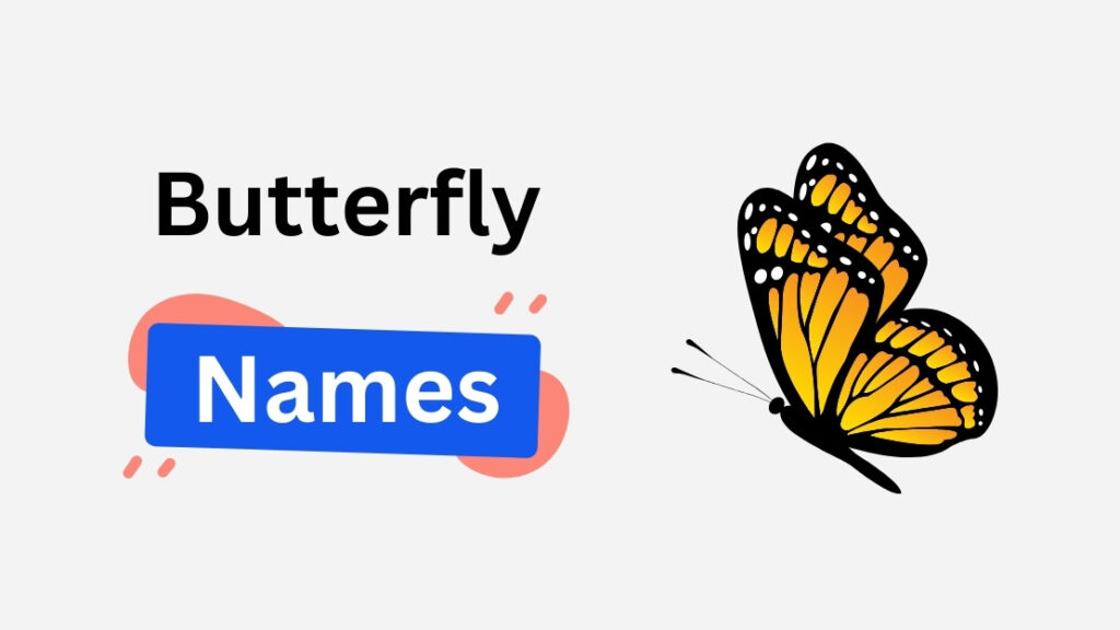 butterfly name ideas