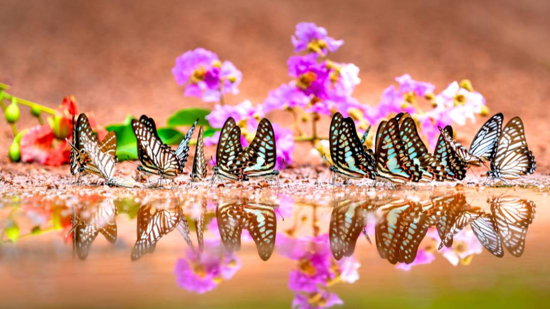 400+ Butterfly Names to Match Their Beauty and Magic 5 butterfly names for girls