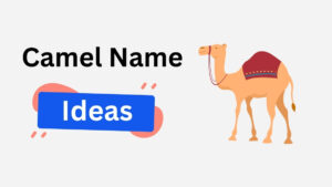 125+ Funny, Cool, & Unique Camel Names camel name ideas