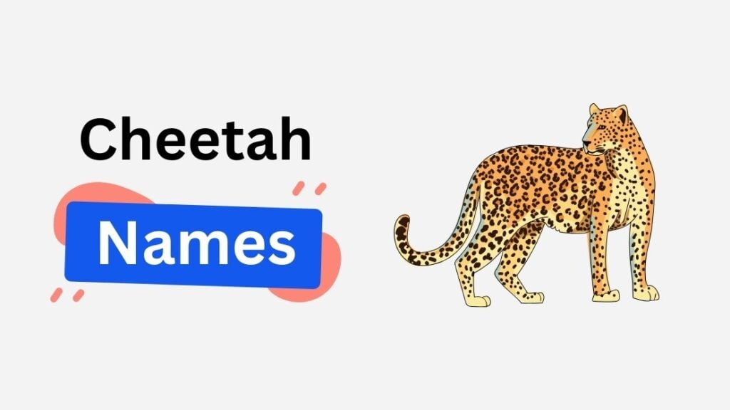 cheetah name ideas