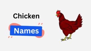 200+ Chicken Names with Funny, Famous, and Unique Choices chicken name ideas