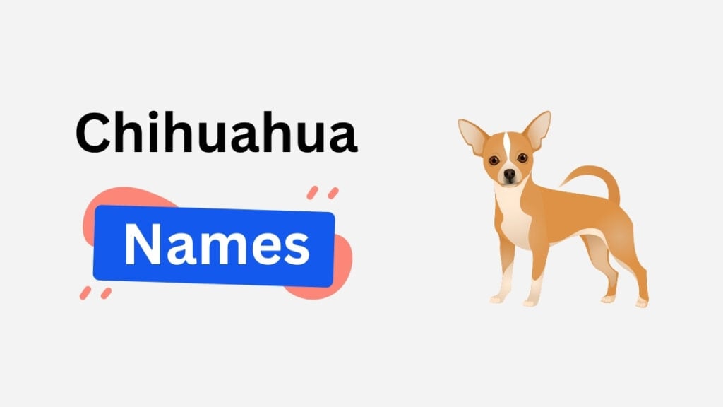 chihuahua name ideas