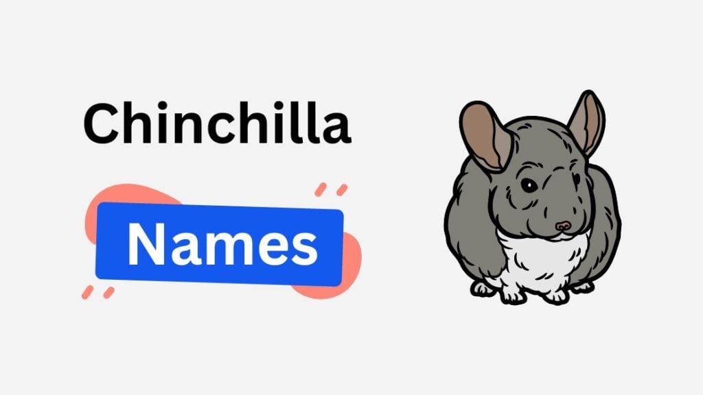 chinchilla name ideas