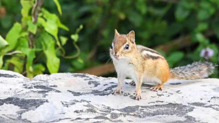 The Name Chip 200+ Chipmunk Names: Cute, Cool & Funny Suggestions