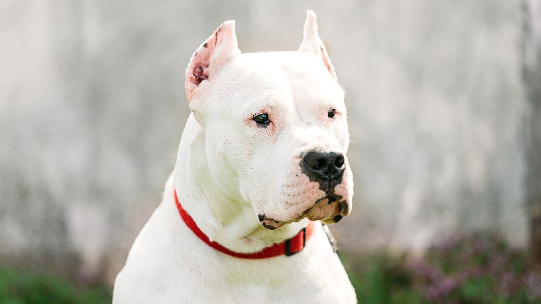 classy white dog name ideas