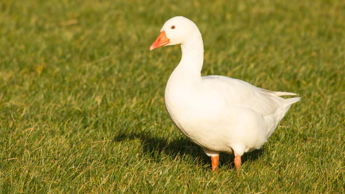 235+ Adorable Goose Names: Unique, Funny & Cute Choices 6 clever names for ducks