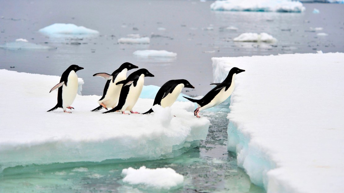 collective name for penguins