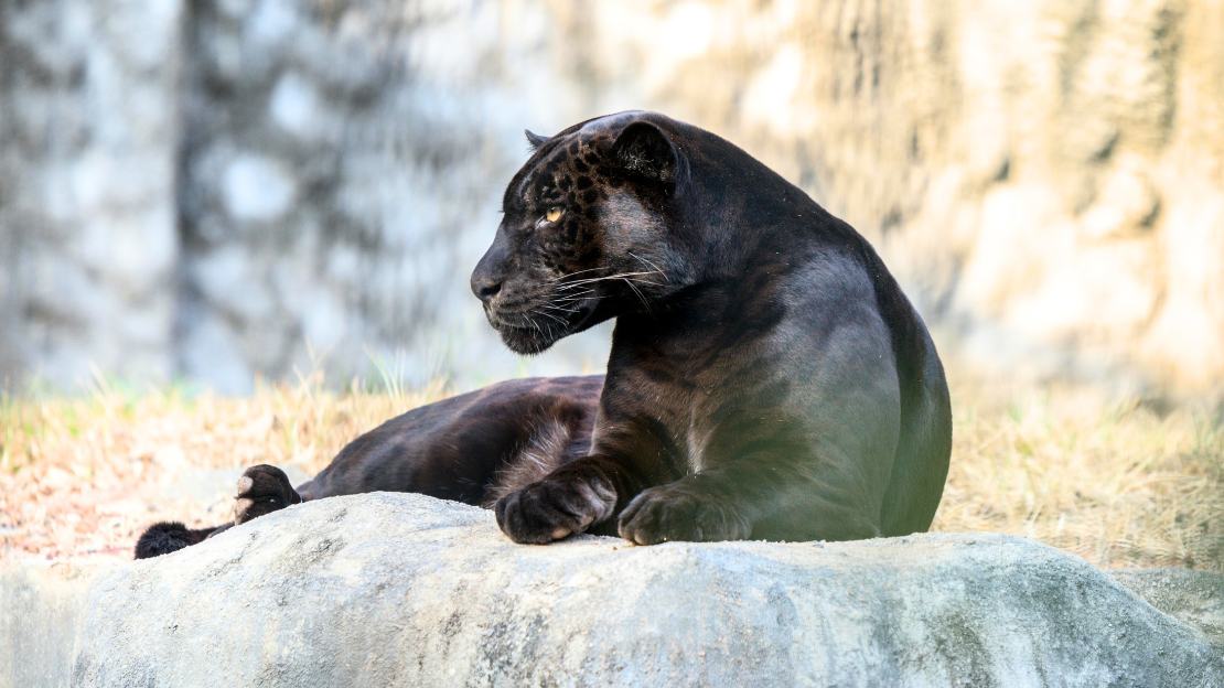 cool panther names