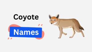 250+ Coyote Names in Cute and Nature-Inspired Categories coyote name ideas