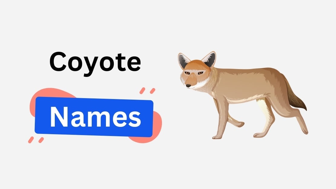 coyote name ideas