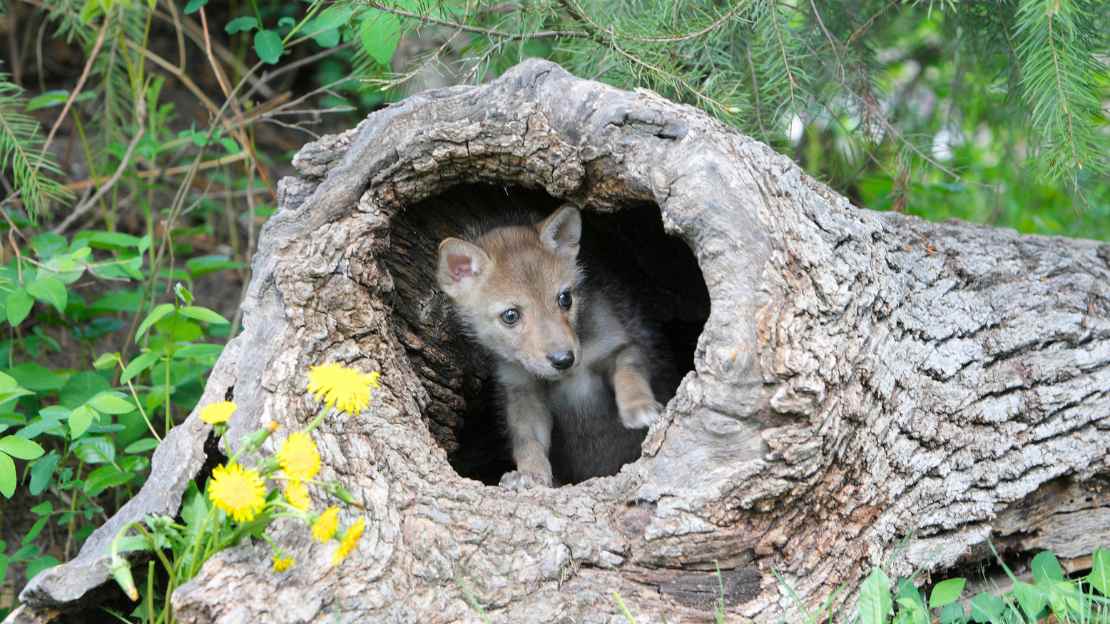 coyote nicknames