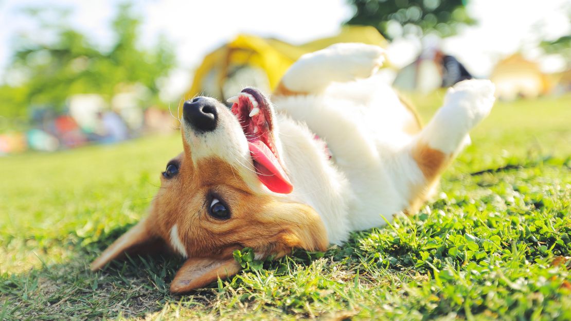 cute aesthetic dog names