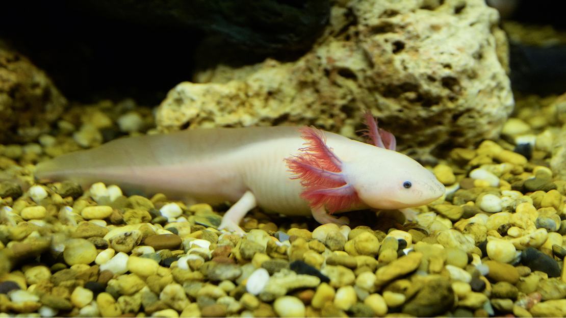 cute axolotl names