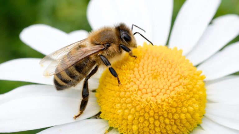 400+ Bee Names With Cute, Funny & Mysterious Choices