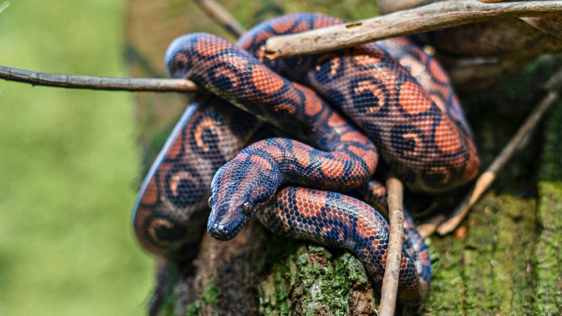 cute boa constrictor names