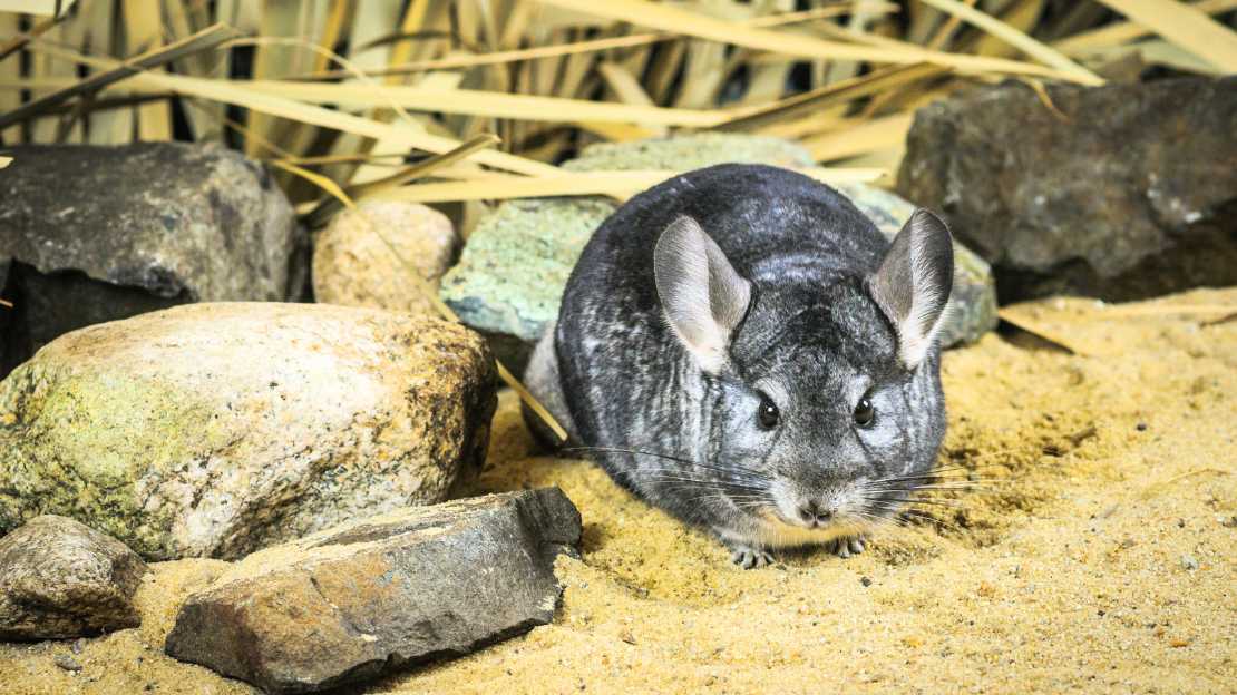 250+ Chinchilla Names with Cute, Funny, and Unique Choices 4 cute chinchilla names
