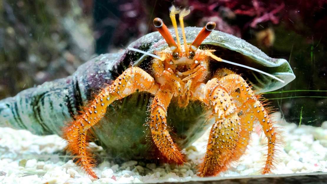350+ Crab Names With Popular, Famous, and Cute Choices 6 cute crab names