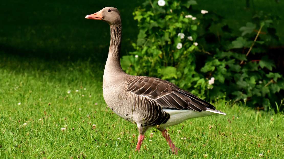 235+ Adorable Goose Names: Unique, Funny & Cute Choices 2 cute duck names