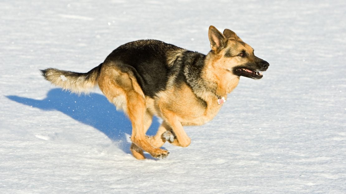 cute german shepherd names