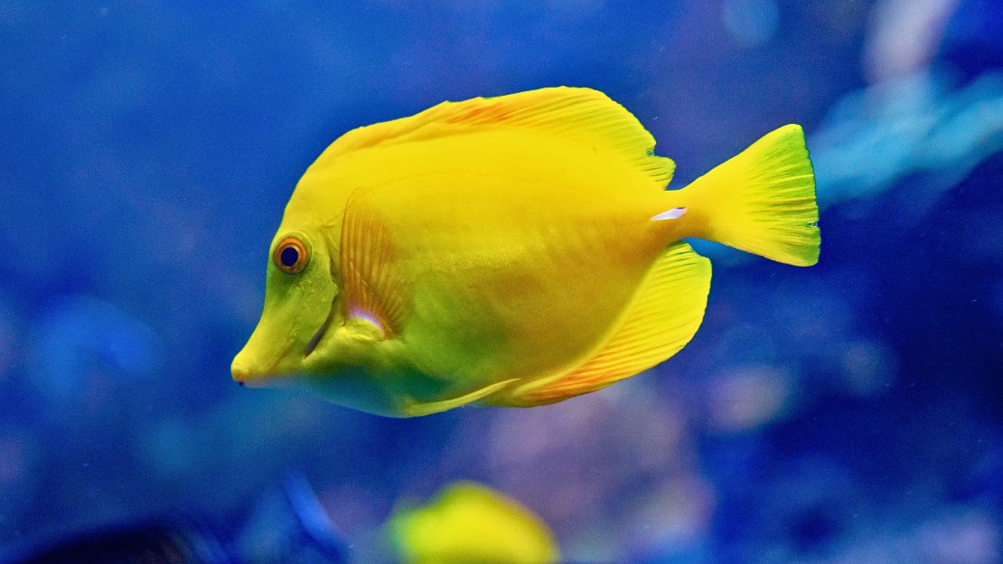 cute girl fish names