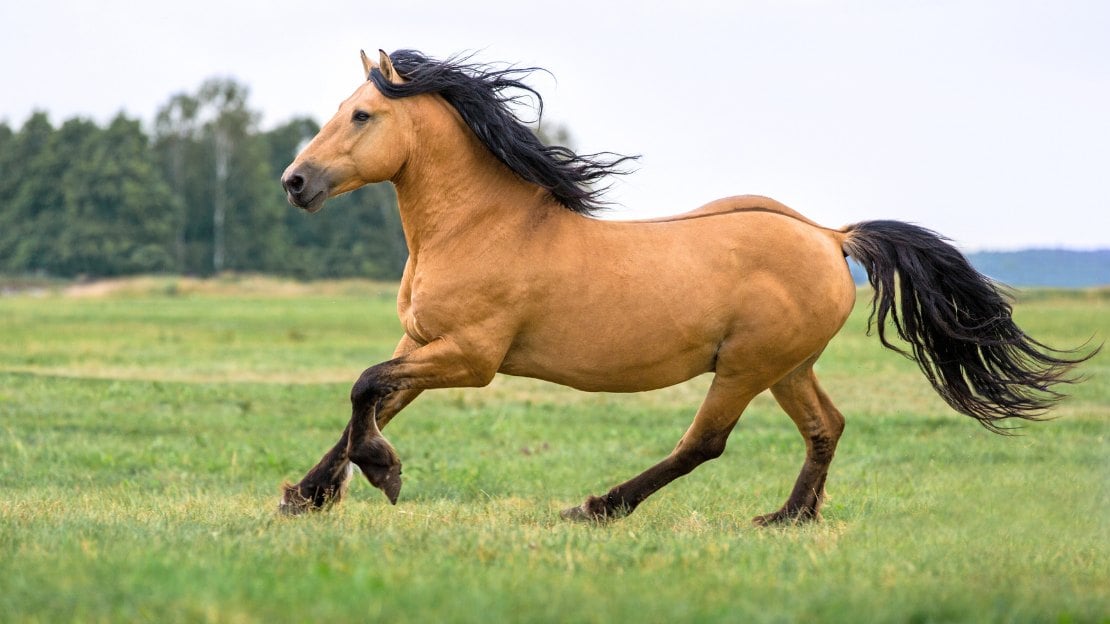 cute horse names