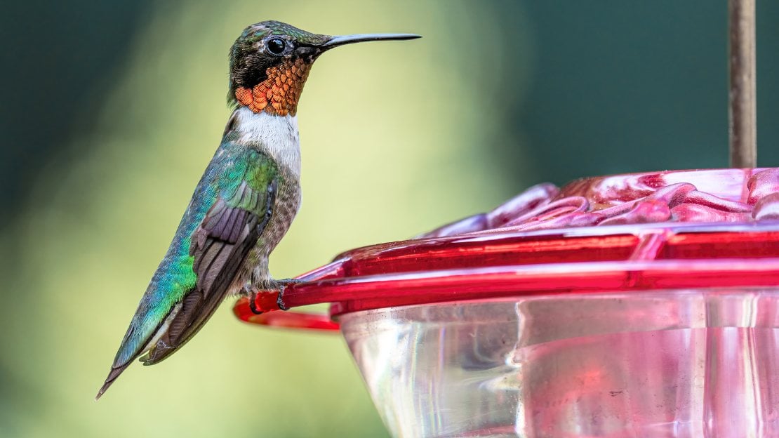 cute hummingbird names