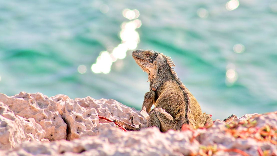 cute iguana names