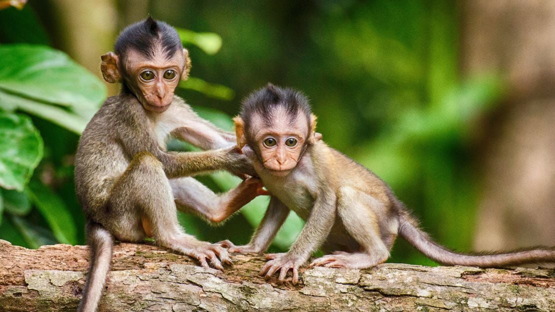 150+ Catchy Monkey Names: Top Picks for Your Playful Buddy 2 cute monkey names