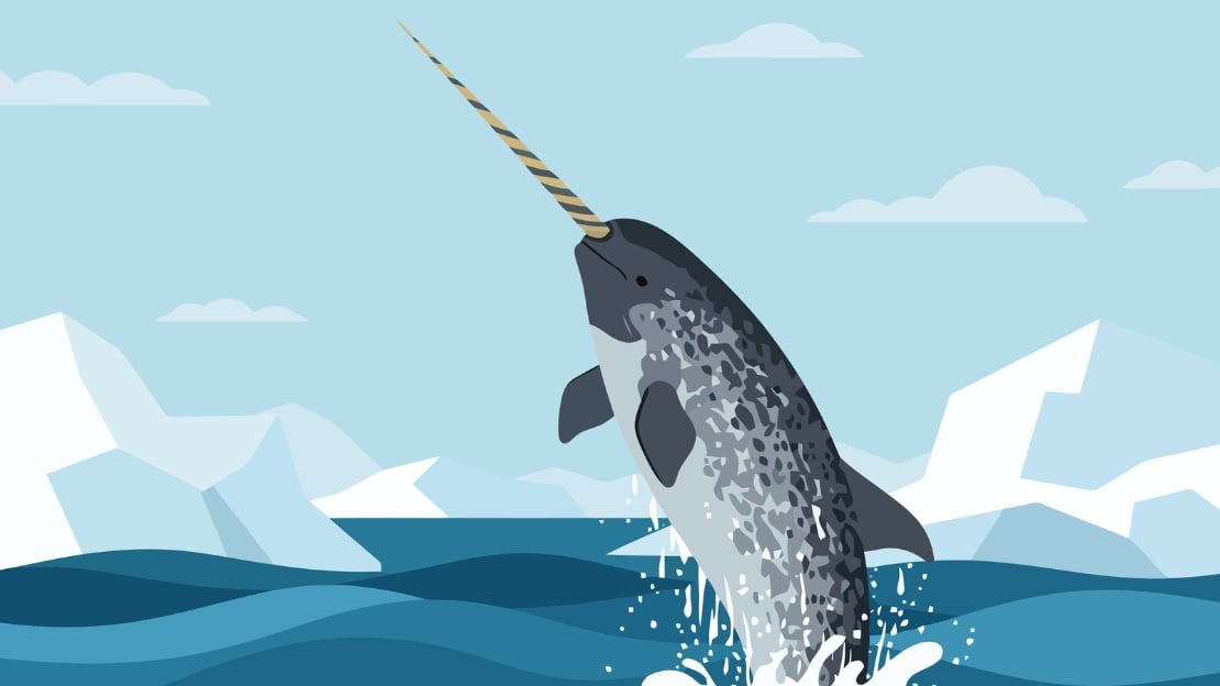 273+ Narwhal Names with Funny, Mythical, Unisex, and Unique Choices 3 cute narwhal names