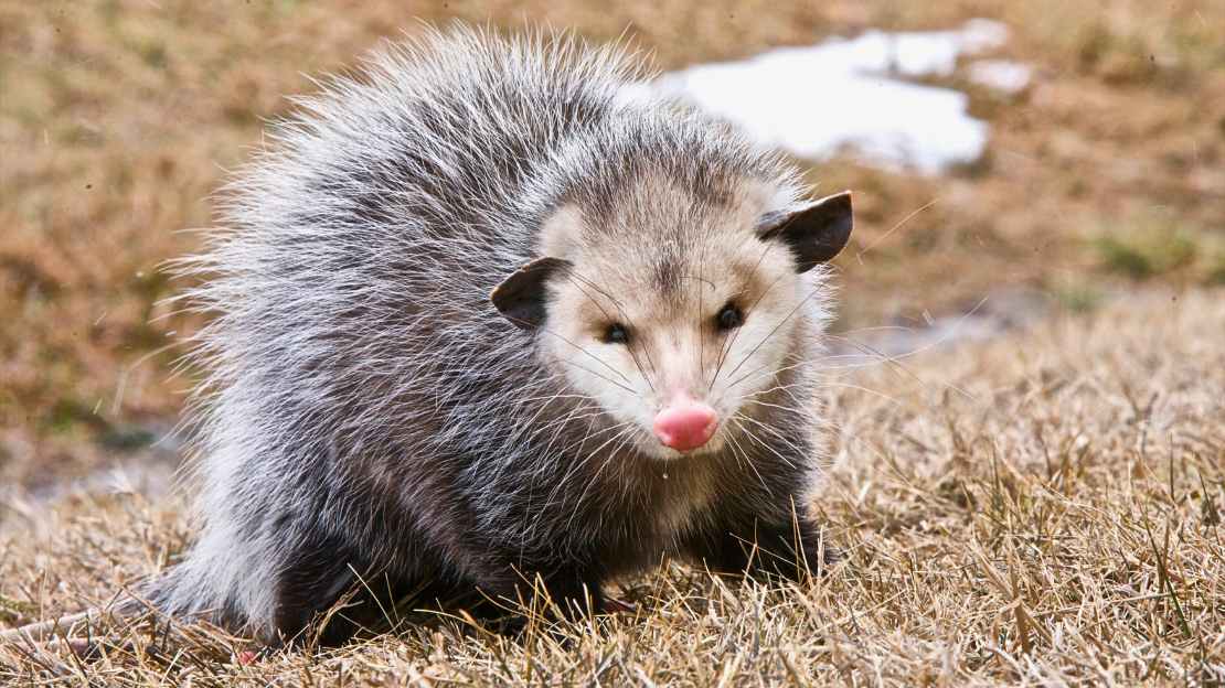 cute opossum names