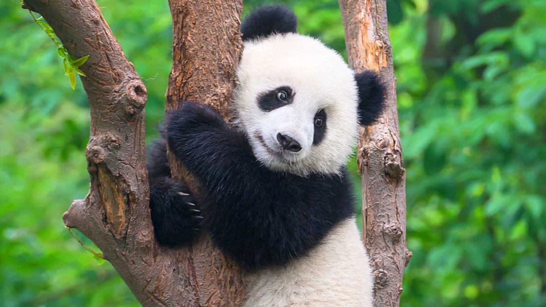 Panda Names Ideas (Cute, Aesthetic, Funny, Cultural & Personality-Based) 3 cute panda names