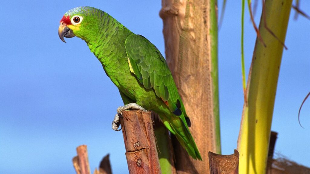 370+ Parrot Names: Cute, Funny, Cool, Exotic, and More