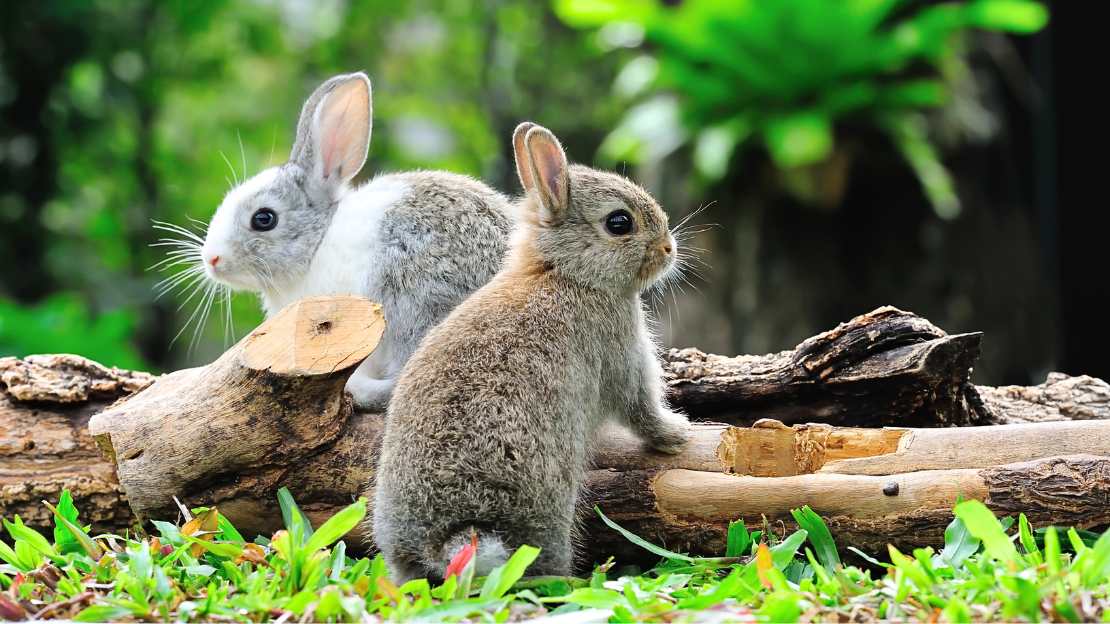 cute rabbit names